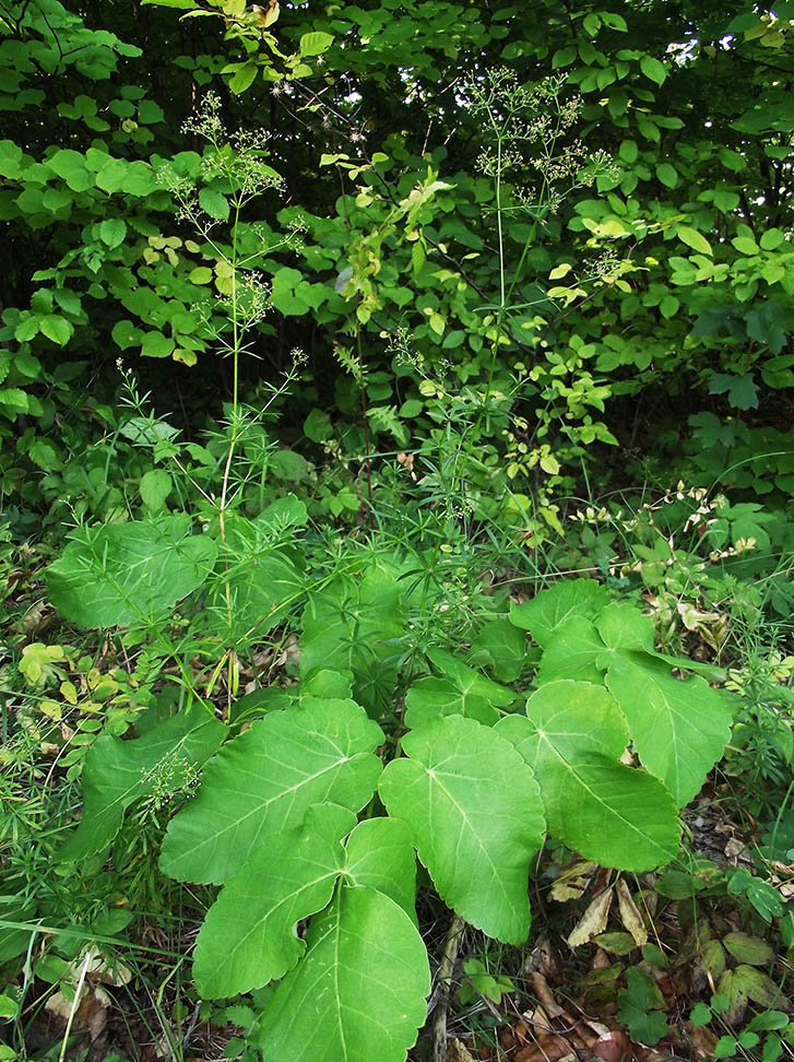 Изображение особи Galium polonicum.