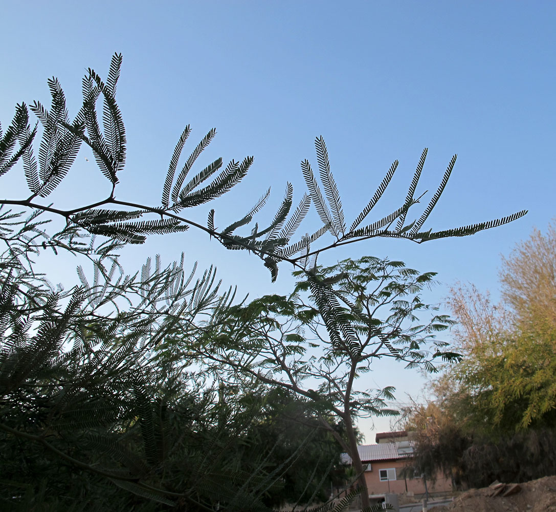 Изображение особи Prosopis alba.