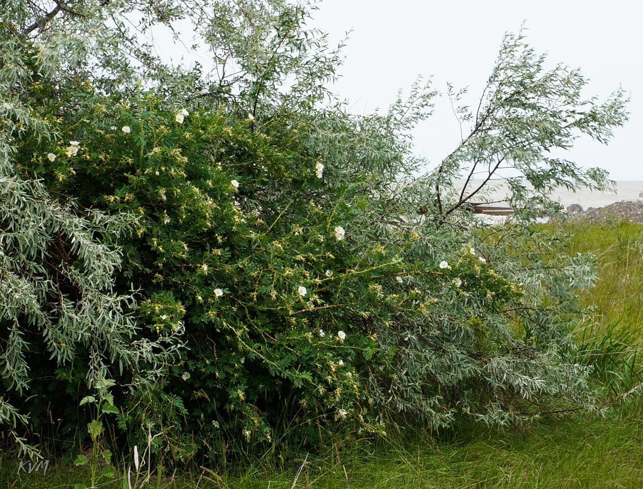 Image of Rosa laxa specimen.