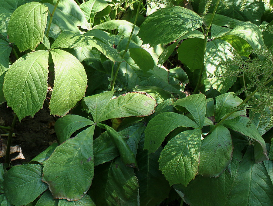 Изображение особи Rodgersia podophylla.