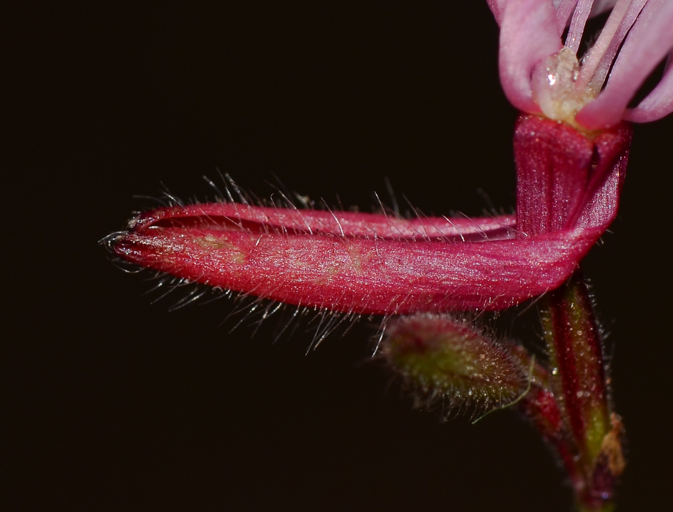 Image of Gaura lindheimeri specimen.