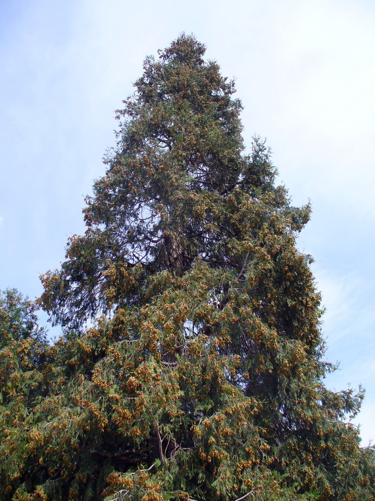 Image of Calocedrus decurrens specimen.