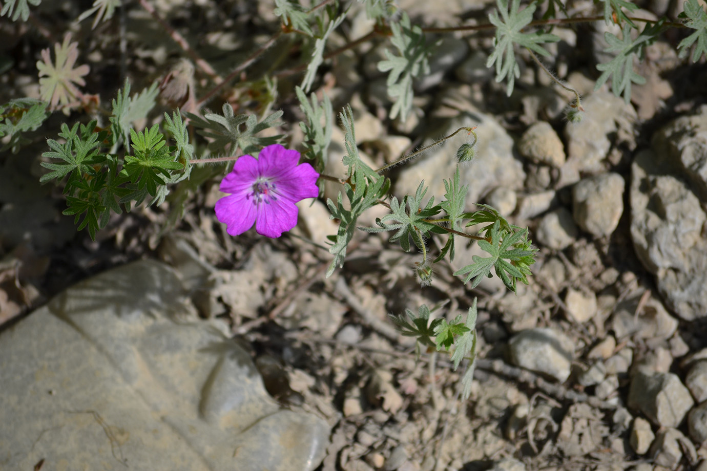 Изображение особи Geranium sanguineum.