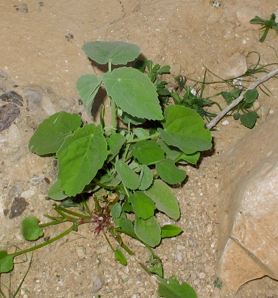 Image of Abutilon fruticosum specimen.