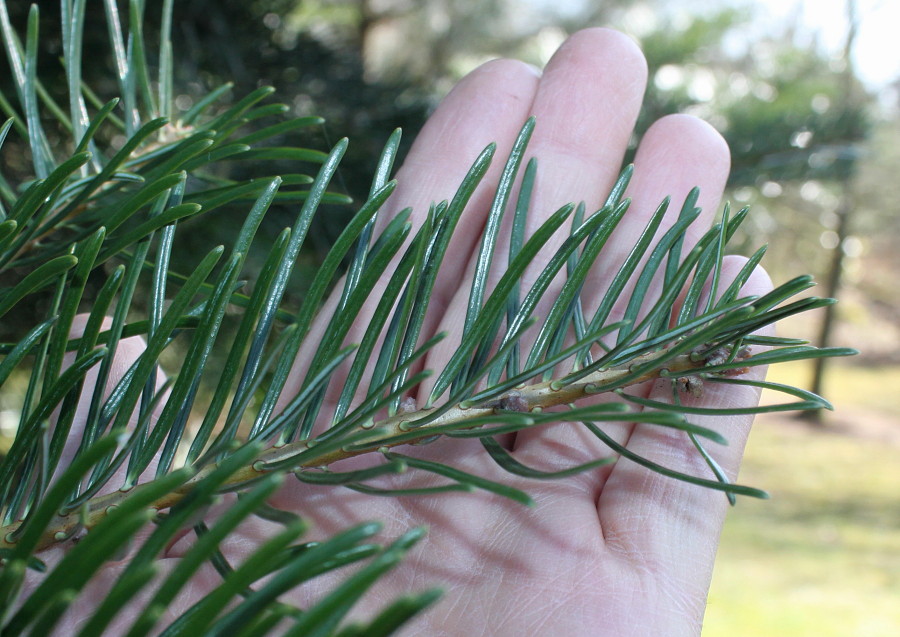 Image of genus Abies specimen.