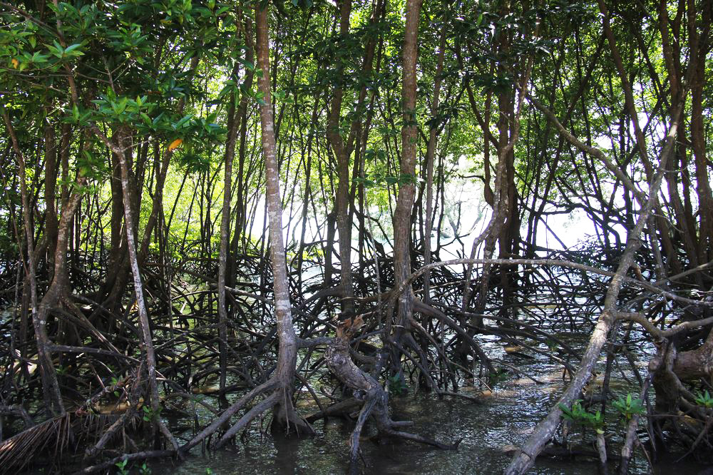 Image of Rhizophora mucronata specimen.