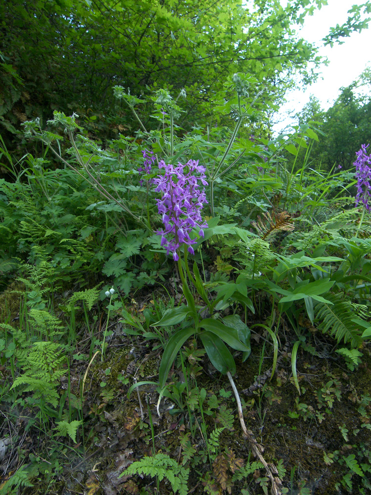 Изображение особи Orchis mascula.