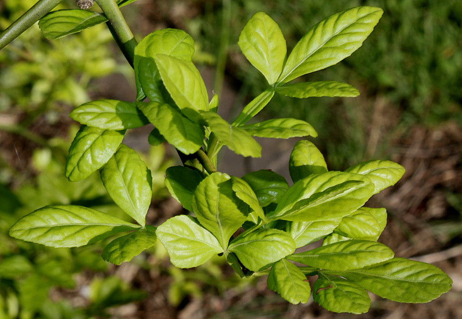 Image of Poncirus trifoliata specimen.