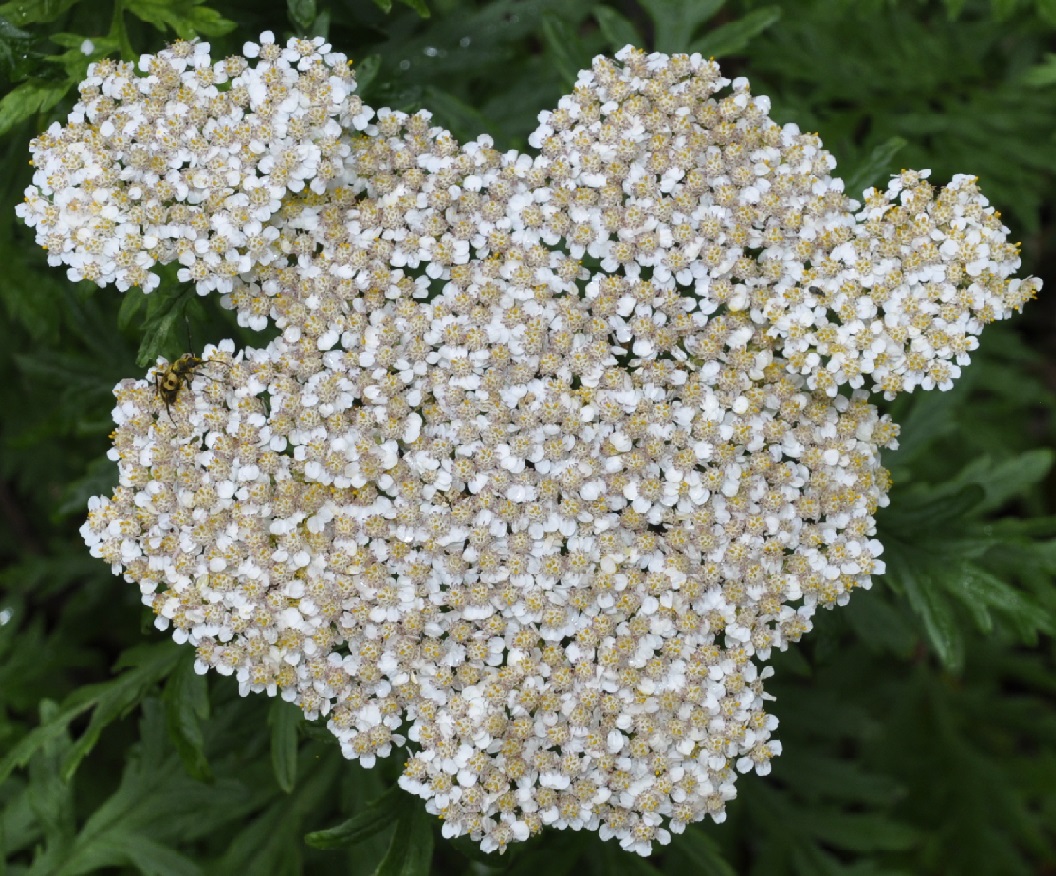 Image of Achillea grandifolia specimen.