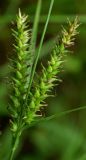 Carex drymophila