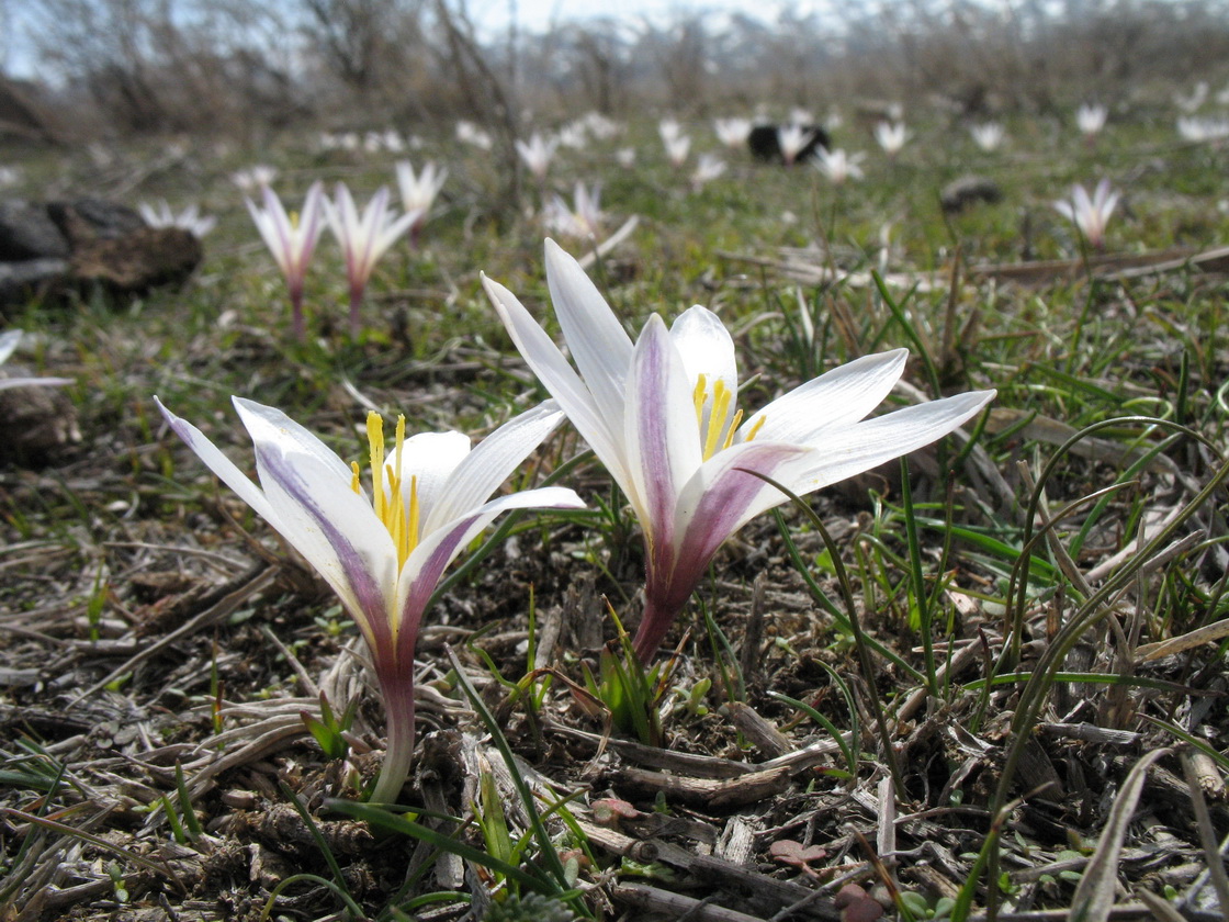 Image of Colchicum kesselringii specimen.