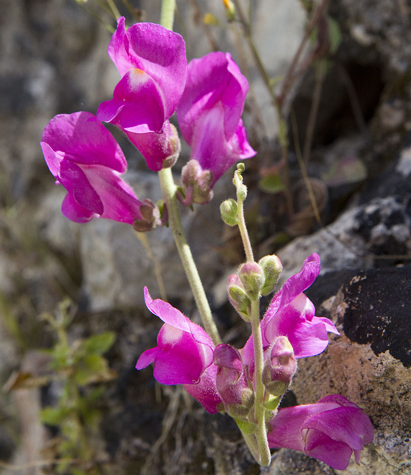 Image of Antirrhinum majus specimen.