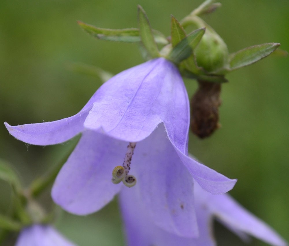 Изображение особи Campanula rapunculoides.