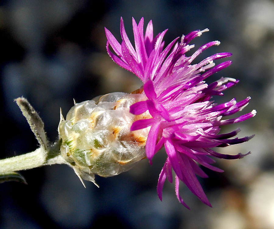 Image of Centaurea novorossica specimen.