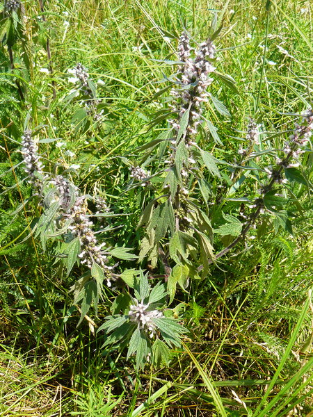 Image of Leonurus quinquelobatus specimen.