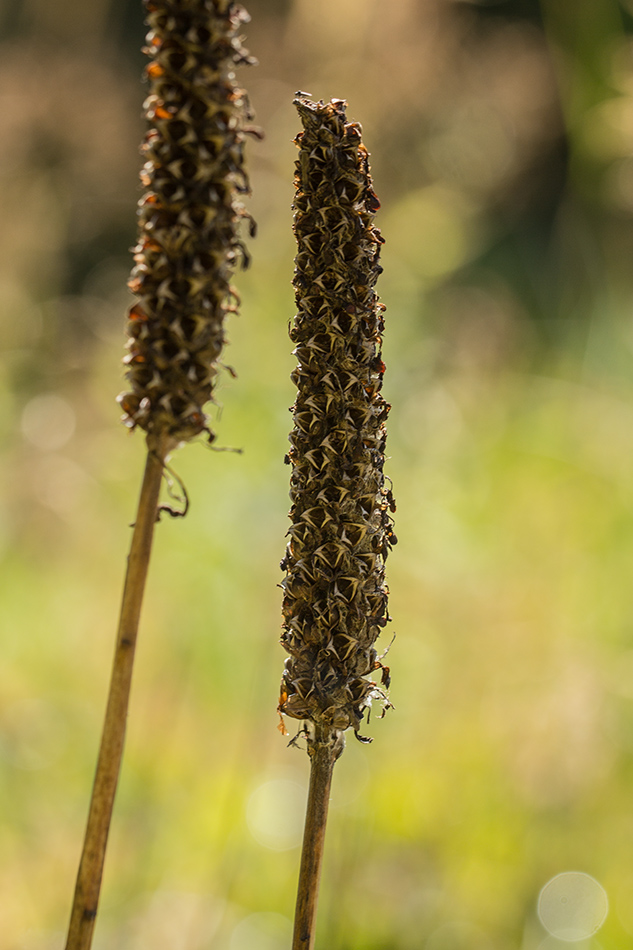 Image of Pedicularis atropurpurea specimen.