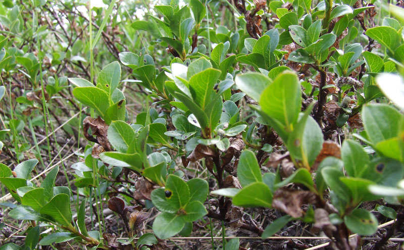 Image of Salix myrsinites specimen.