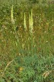 Aconitum barbatum. Цветущие растения. Хакасия, окр. с. Таштып. Начало августа 2009 г.
