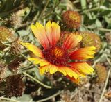 Gaillardia × grandiflora. Соцветия. Краснодарский край, север Кубани, ст. Шкуринская, сквер. 21.10.2009.