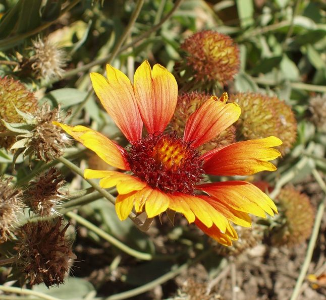 Изображение особи Gaillardia &times; grandiflora.