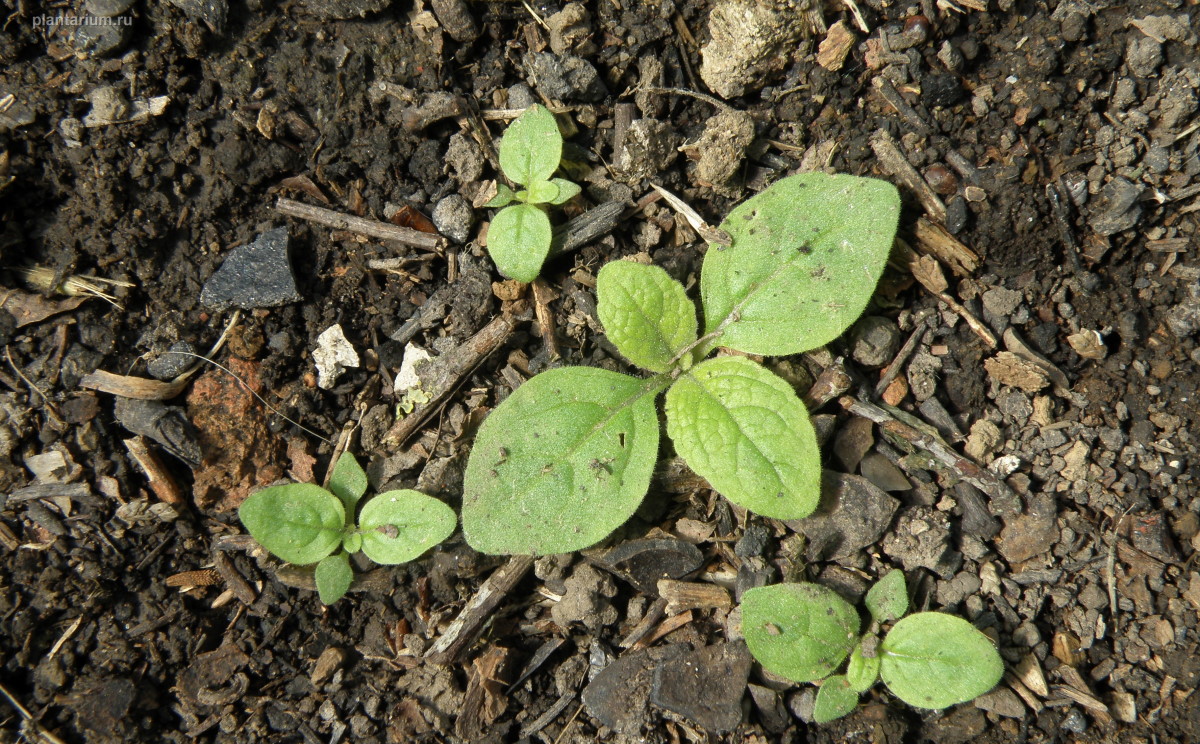 Image of Verbascum thapsus specimen.