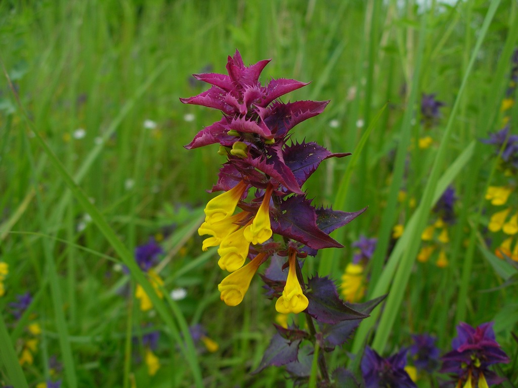 Image of Melampyrum nemorosum specimen.