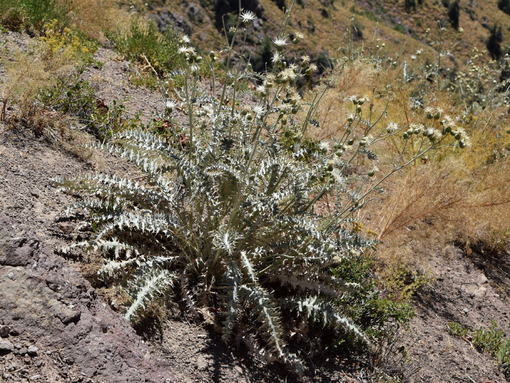 Image of Cousinia egregia specimen.