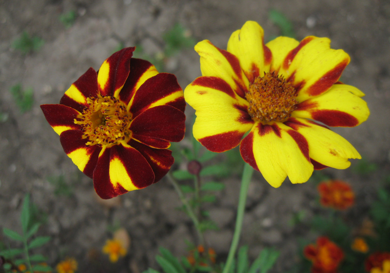 Image of Tagetes patula specimen.