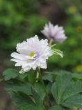 Anemone nemorosa