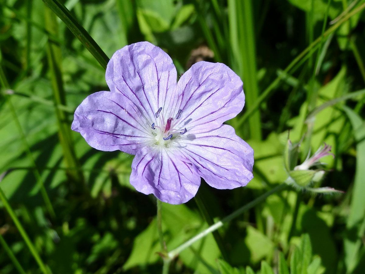 Изображение особи Geranium yesoense.