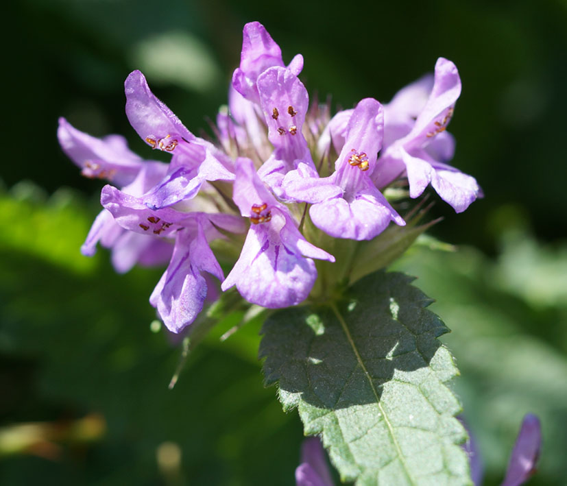 Image of Betonica betoniciflora specimen.