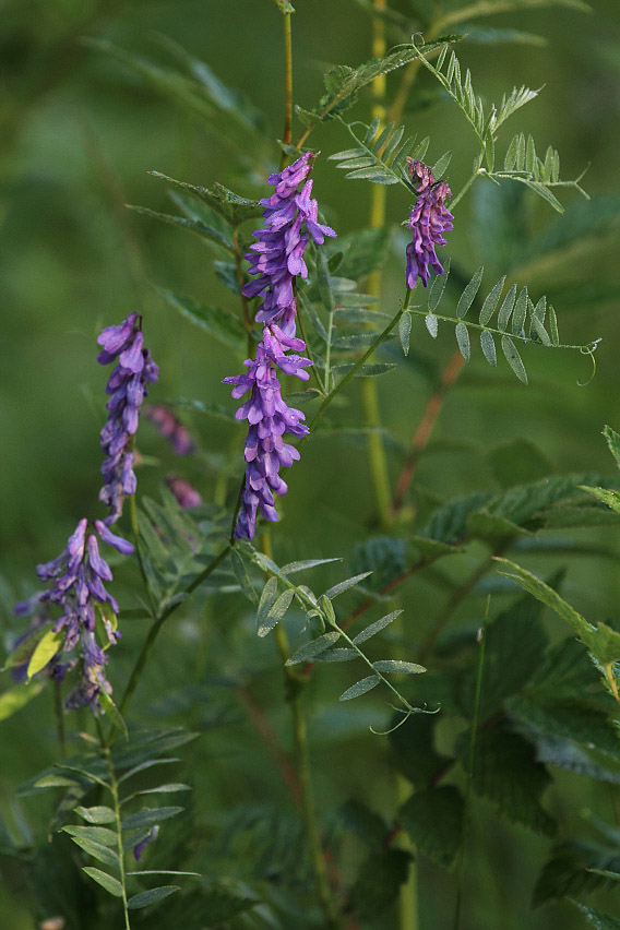 Image of Vicia cracca specimen.