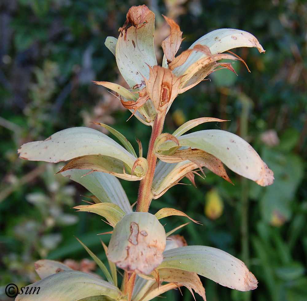 Image of Acanthus mollis specimen.