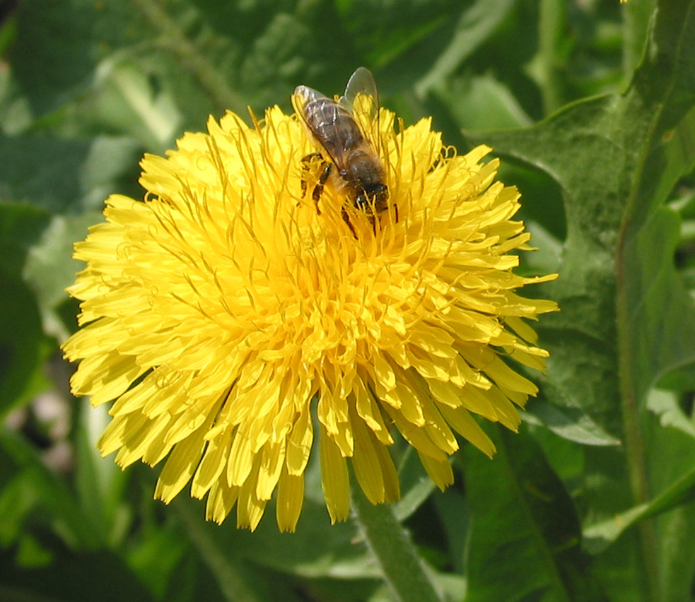 Изображение особи Taraxacum officinale.