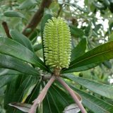 Banksia integrifolia