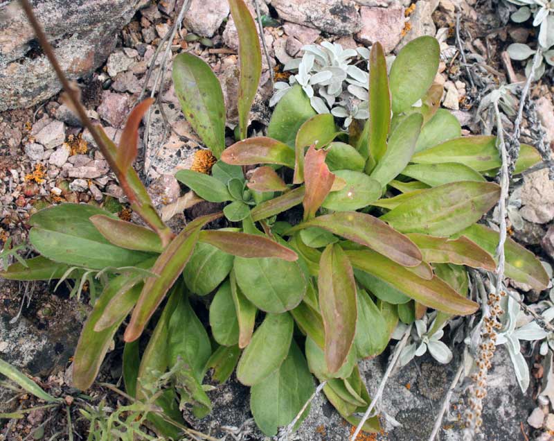 Изображение особи Aster alpinus.