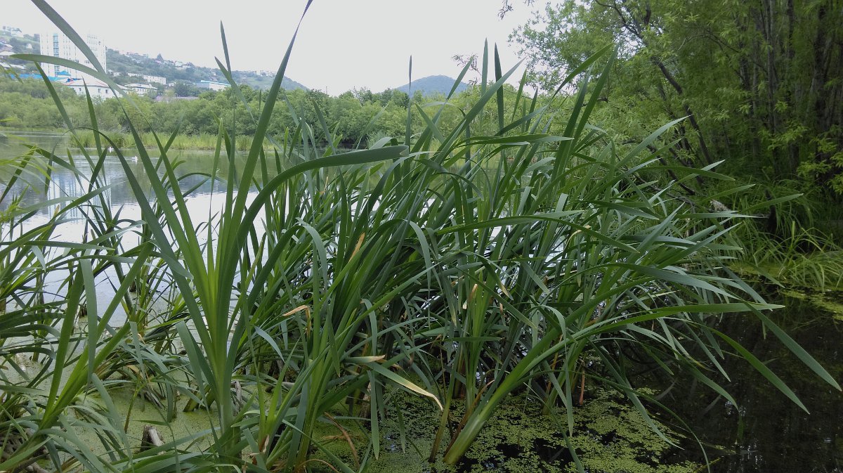 Изображение особи Typha latifolia.