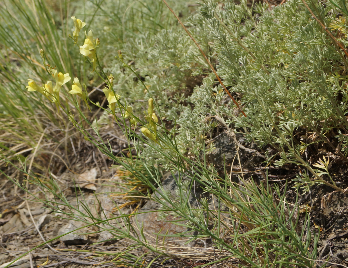 Image of genus Linaria specimen.