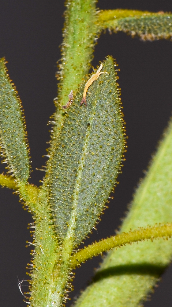 Image of Cleome arabica specimen.