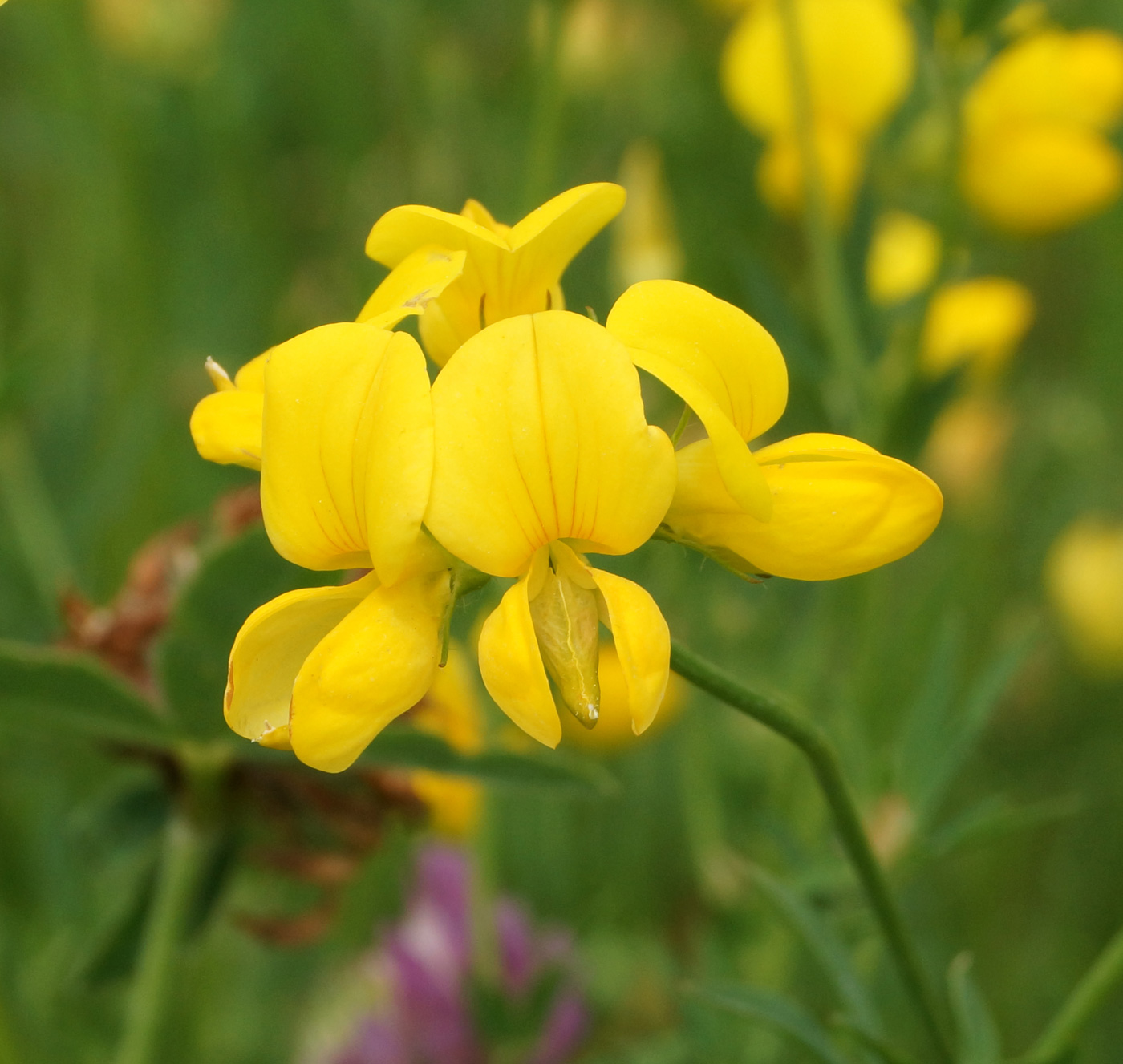 Image of Lotus corniculatus specimen.