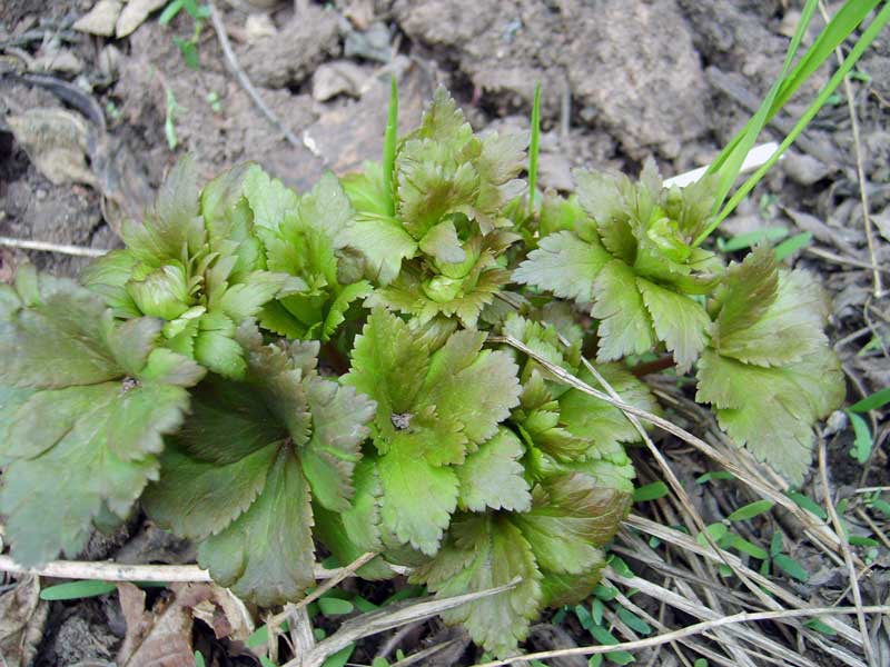 Image of Trollius asiaticus specimen.