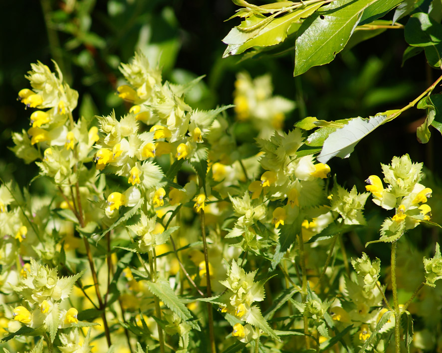 Image of Rhinanthus serotinus specimen.