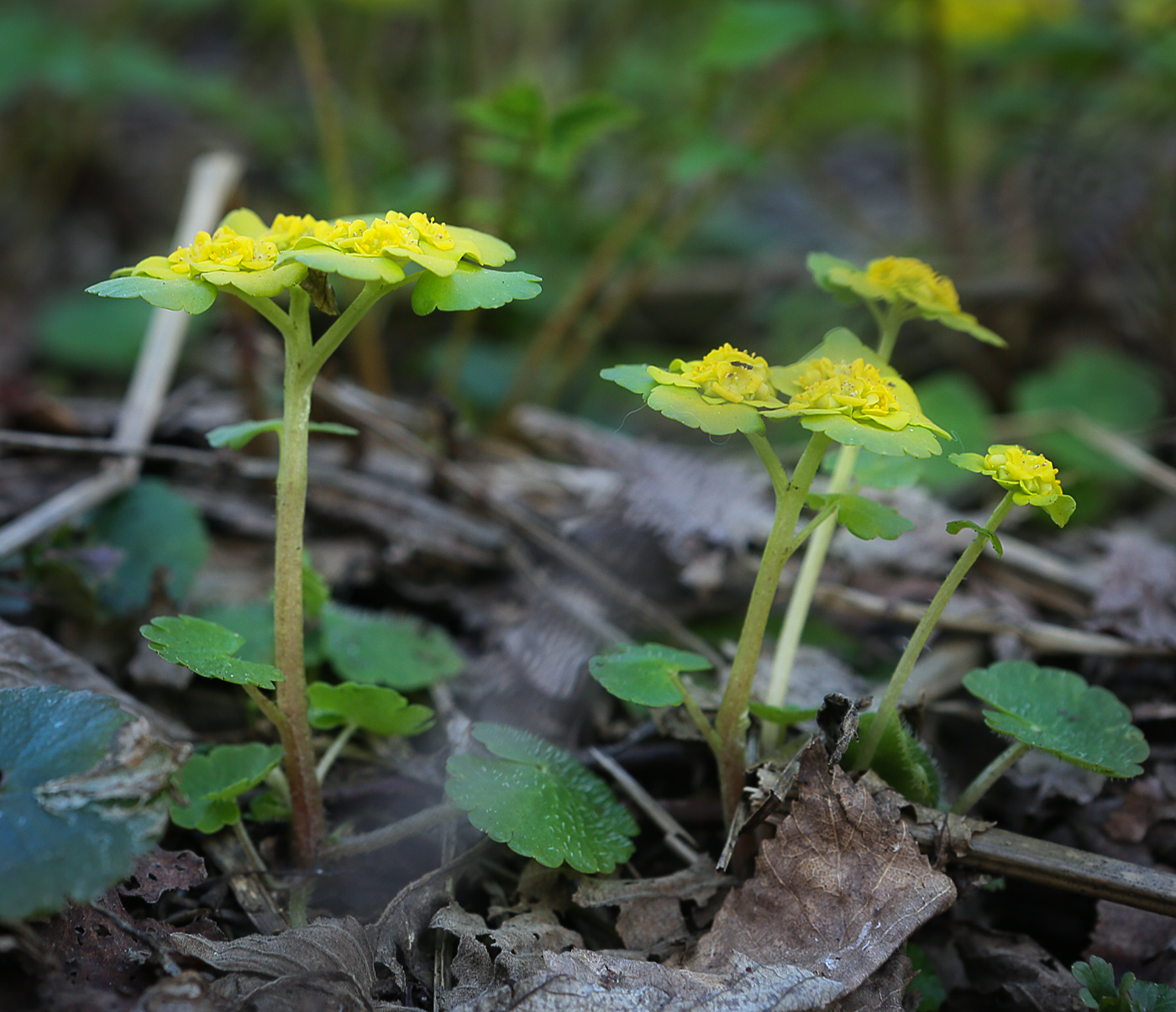 Image of Chrysosplenium alternifolium specimen.