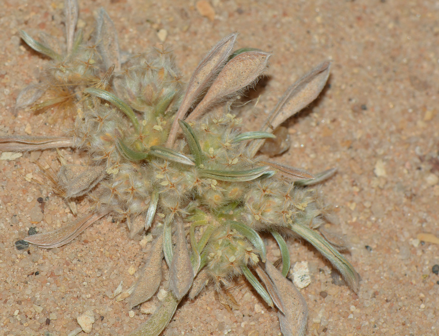 Image of Plantago ciliata specimen.