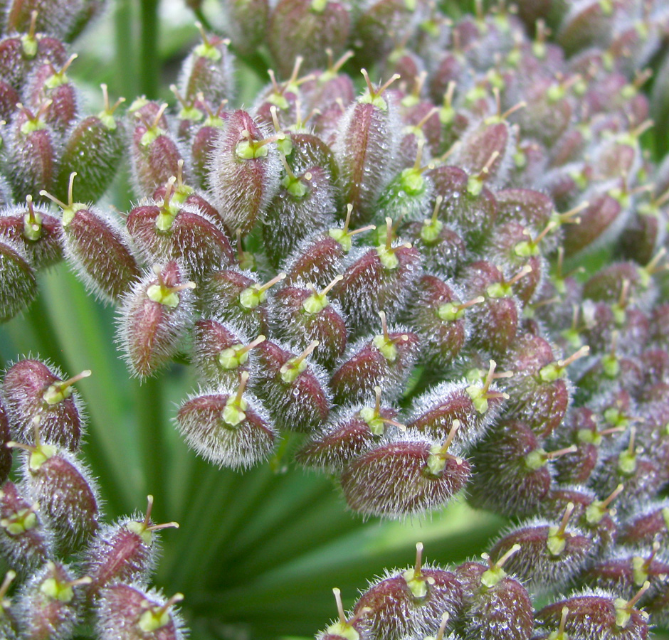 Image of Heracleum stevenii specimen.