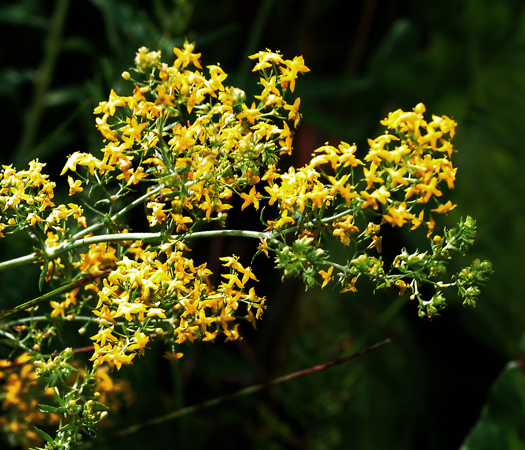 Изображение особи Galium verum.