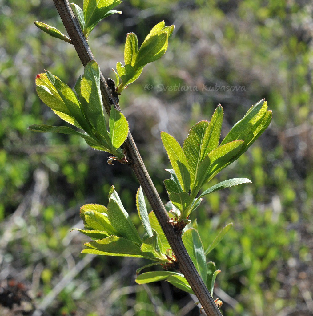 Image of Spiraea salicifolia specimen.