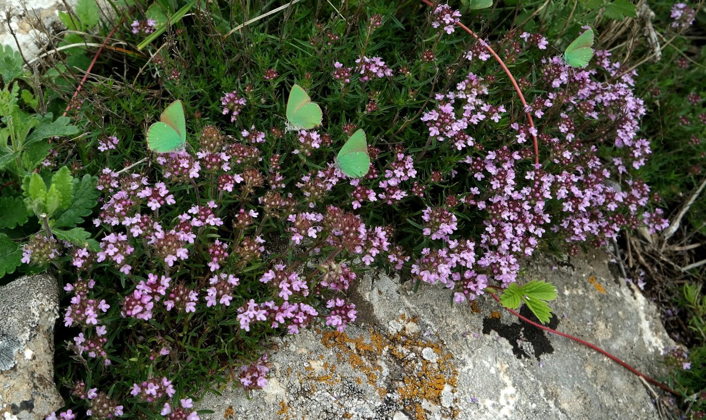 Image of Thymus roegneri specimen.