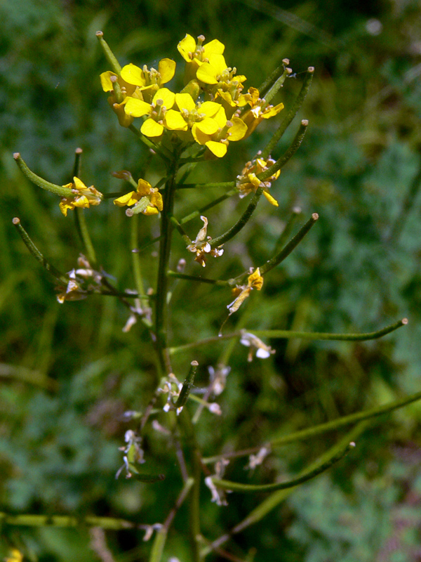 Image of Erysimum cheiranthoides specimen.