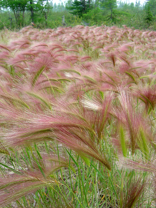 Image of Hordeum jubatum specimen.